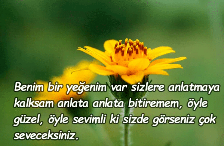 yeğen sözleri